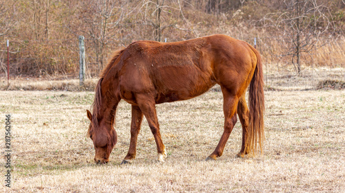 Horse Grazing in the Winter
