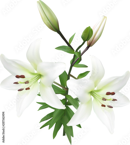 pure white lilly with two blooms and buds