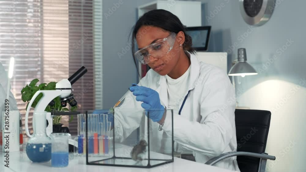 Mixed race research scientist providing experiment with lab mouse by giving it some doze of medicine. Woman is in safety glasses working in bright chemistry laboratory. Mixed race research scientist providing experiment with lab mouse by giving it some doze of medicine. Woman is in safety glasses working in bright chemistry laboratory.