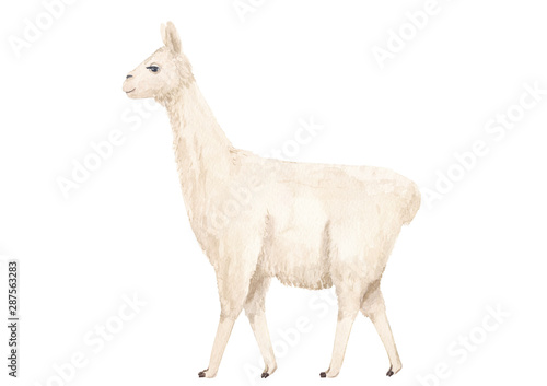 White Llama or alpaca  watercolor hand drawn illustration isolated on white background. Cute mammal animal painting for design  print  fabric  background or wall art.