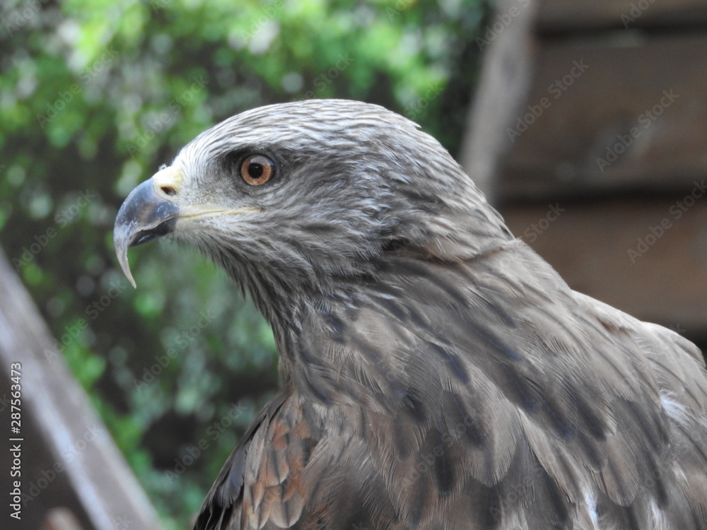 small eagle (hawk, peregrine falcon) - portrait (only head and beak) small eagle (hawk, peregrine falcon) - portrait (only head and beak)
