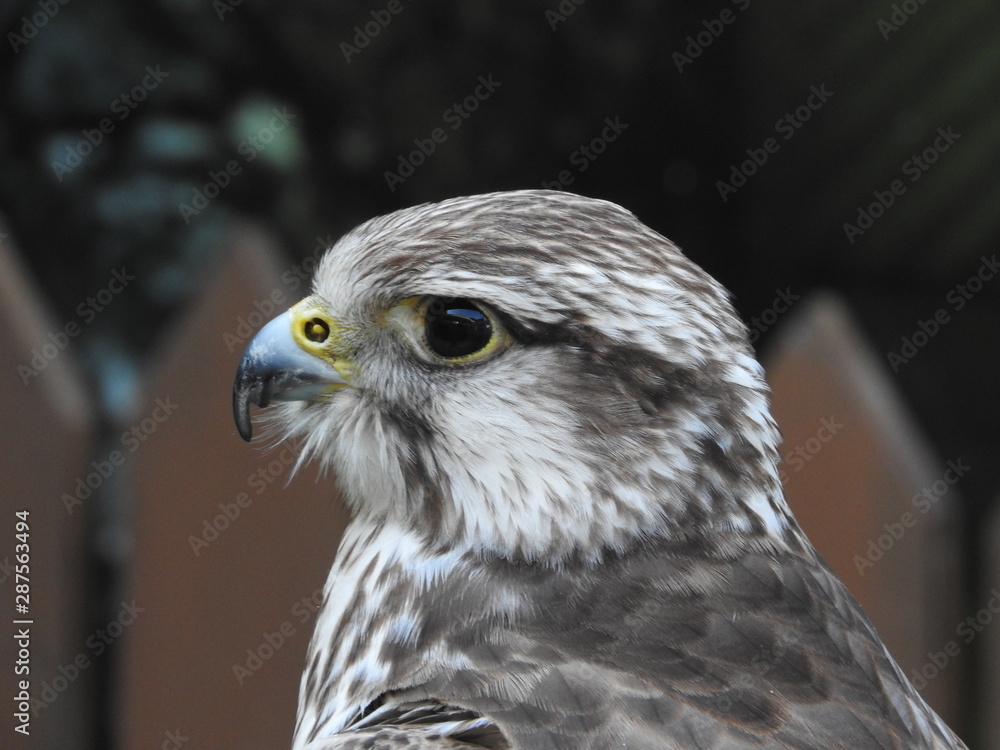 Obraz premium &nbsp;small eagle (hawk, peregrine falcon) - portrait (only head and beak)