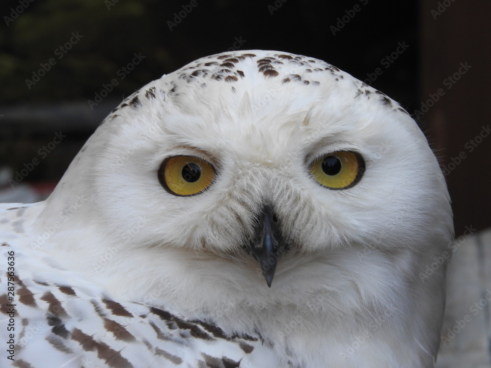 Obraz premium portrait (only the head) of a white polar owl - full face