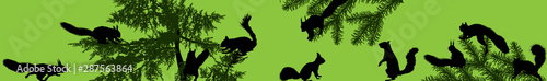 black squirrels and trees branches on green stripe