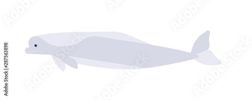 White whale flat vector illustration