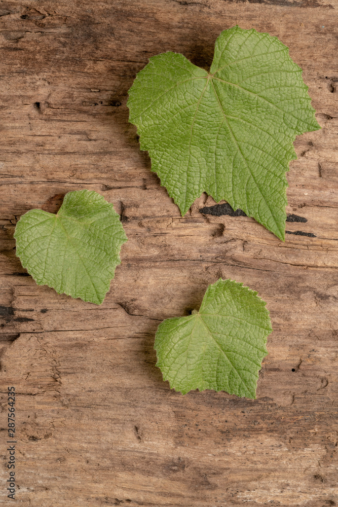 fresh green grape leaves on a wooden background fresh green grape leaves on a wooden background