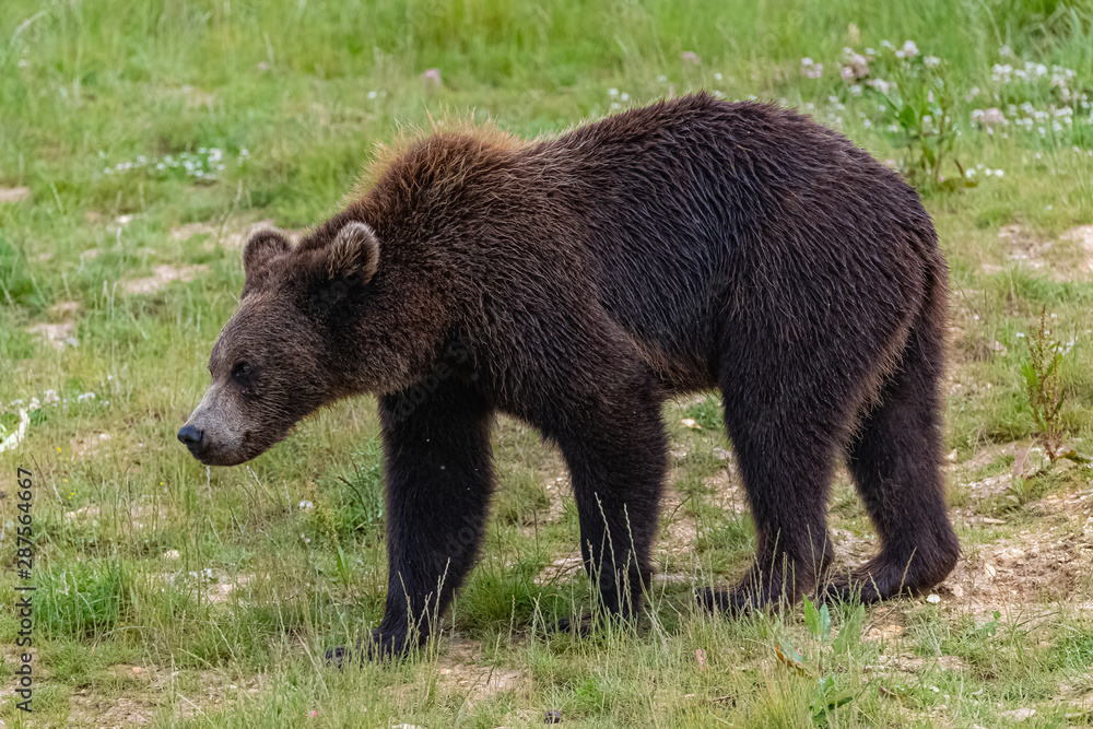 A brown bear is walking in a field in summer, portrait