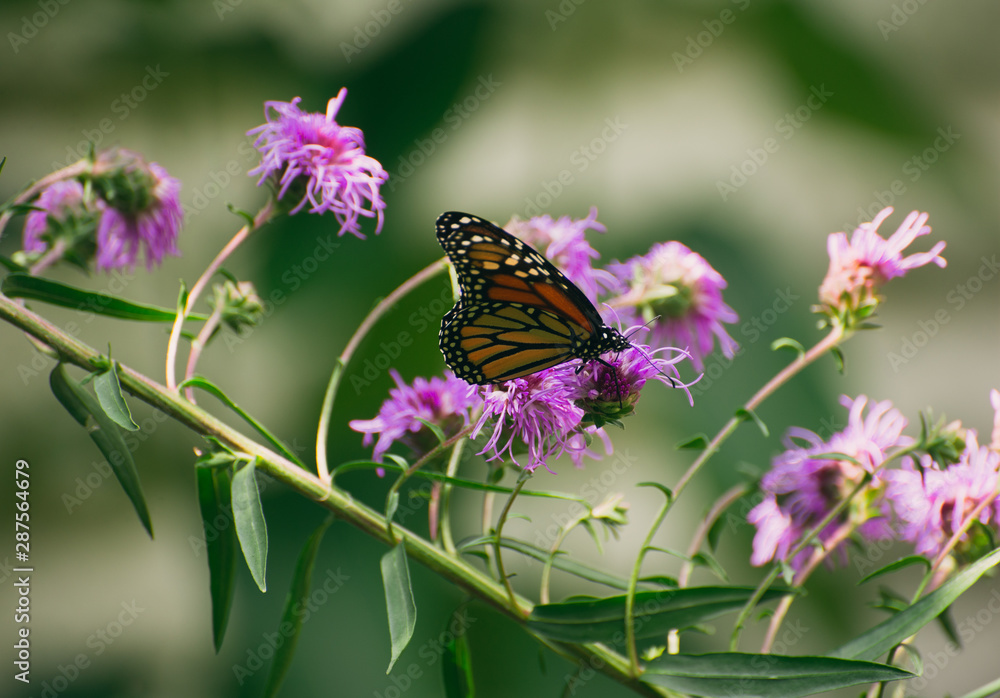 Monarch butterfly, Danaus plexippus, on liatris flower Monarch butterfly, Danaus plexippus, on liatris flower