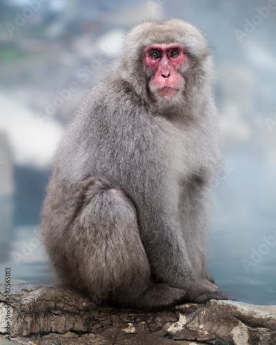 A cute animal portrait of a Japanese snow monkey macaque sitting in front of a hot spring onsen at Jigokudani Snow Monkey Park © Gerald