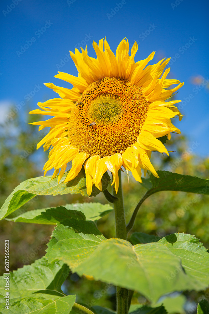 sunflower against a blue sky