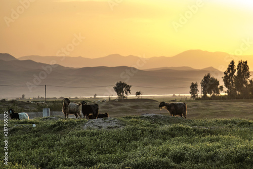 Foto Iraq Kurdistan landscape view of Zagros and goats