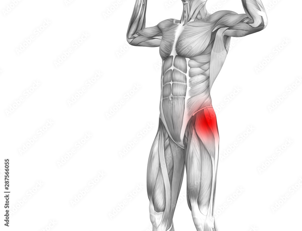 Conceptual hip human anatomy with red hot spot inflammation articular joint pain for leg health care therapy or sport muscle concepts. 3D illustration man arthritis or bone sore osteoporosis disease Conceptual hip human anatomy with red hot spot inflammation articular joint pain for leg health care therapy or sport muscle concepts. 3D illustration man arthritis or bone sore osteoporosis disease