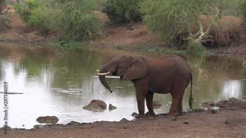elephant in kruger park south africa