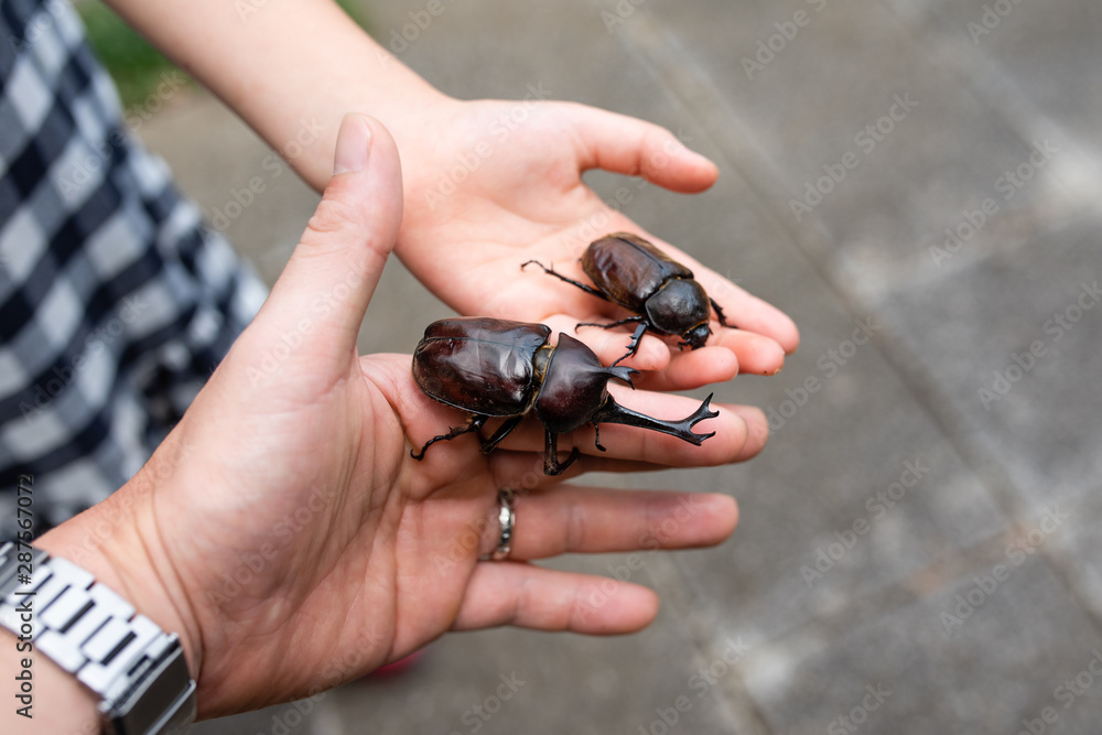 Fototapeta premium カブトムシを持つ親子の手