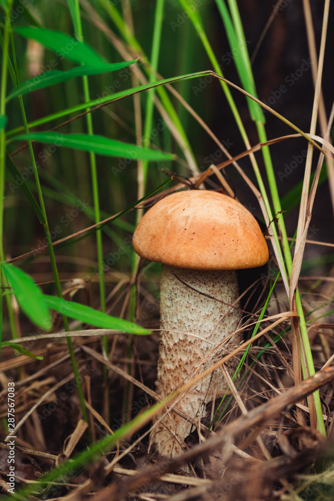 Orange mushroom in the grass among the trees in summer Orange mushroom in the grass among the trees in summer