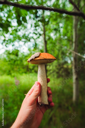 Orange mushroom in hand in the woods