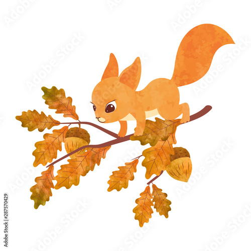 Cute squirrel on the oak tr...