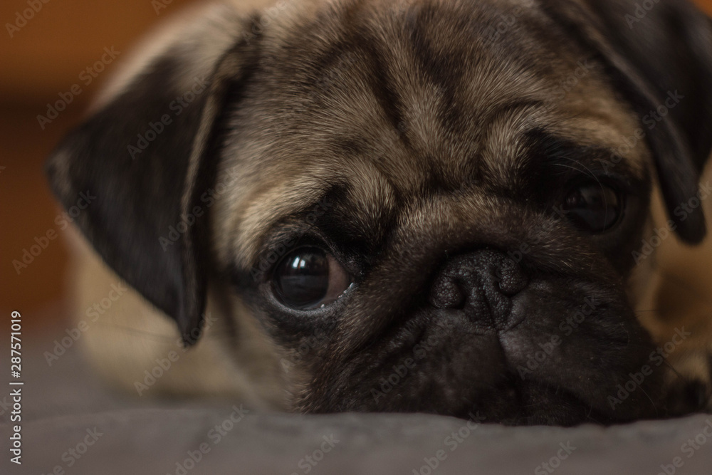 cute pug puppy lays on the bed, Close-up