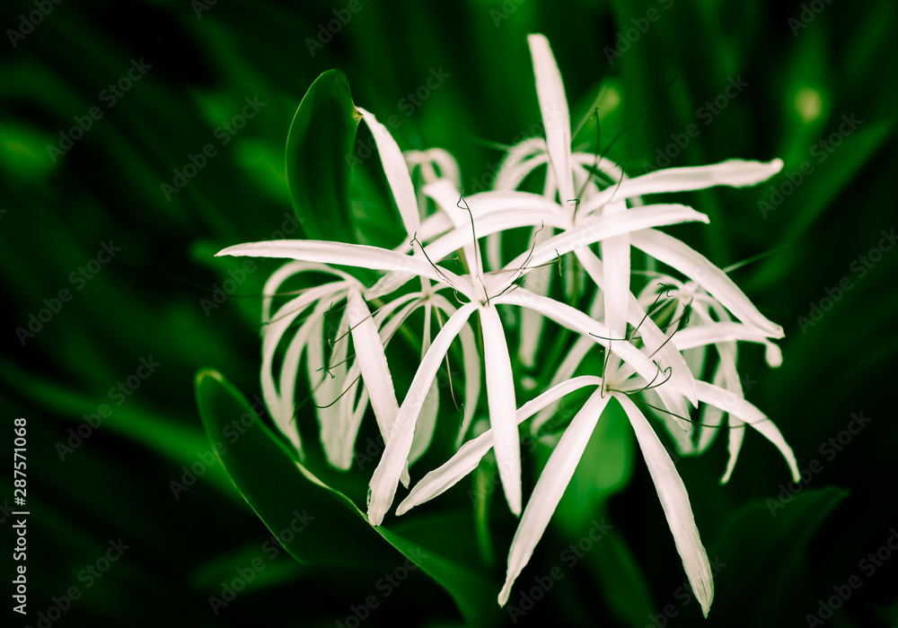 White delicate dangerous Crinum Asiaticum flower , commonly known as