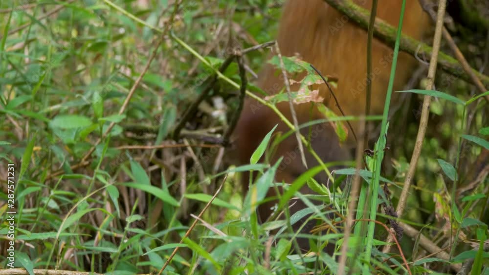 Golden Monkey in natural habitat in Mgahinga National Park, Uganda Golden Monkey in natural habitat in Mgahinga National Park, Uganda
