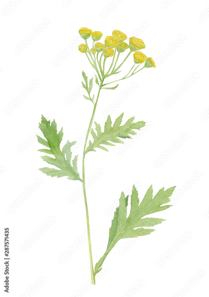 Naklejka premium Watercolor hand drawn wild yellow meadow tansy (tanacetum vulgare) flower isolated on white background
