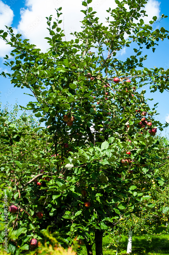 According to a centuries-old tradition, the monks themselves provide themselves with food, so the monastery garden is kept in exemplary order. According to a centuries-old tradition, the monks themselves provide themselves with food, so the monastery garden is kept in exemplary order.