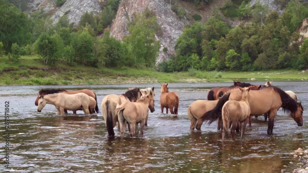 Close-up lockdown: herd of horses resting in a shallow river on a sunny summer day against the backdrop of mountains and forest Close-up lockdown: herd of horses resting in a shallow river on a sunny summer day against the backdrop of mountains and forest