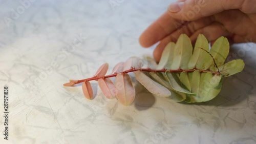 Someone puts a branch of Marcgravia sintenisii living vine on the table. The leaves of the plant are colored red, yellow and green pigment from below too. Human hand in the frame, real time, close-up. photo