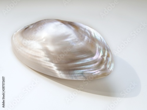 Cuadro en lienzo Notched pearl shell