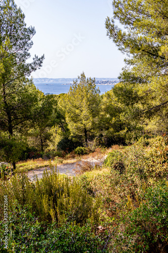 forest walkway in mountains