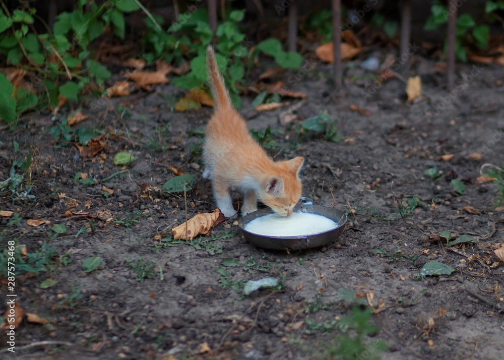 Red kitten drinking milk on the street Red kitten drinking milk on the street