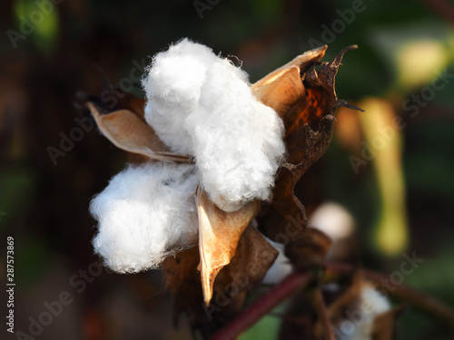 Ripe cotton single flower