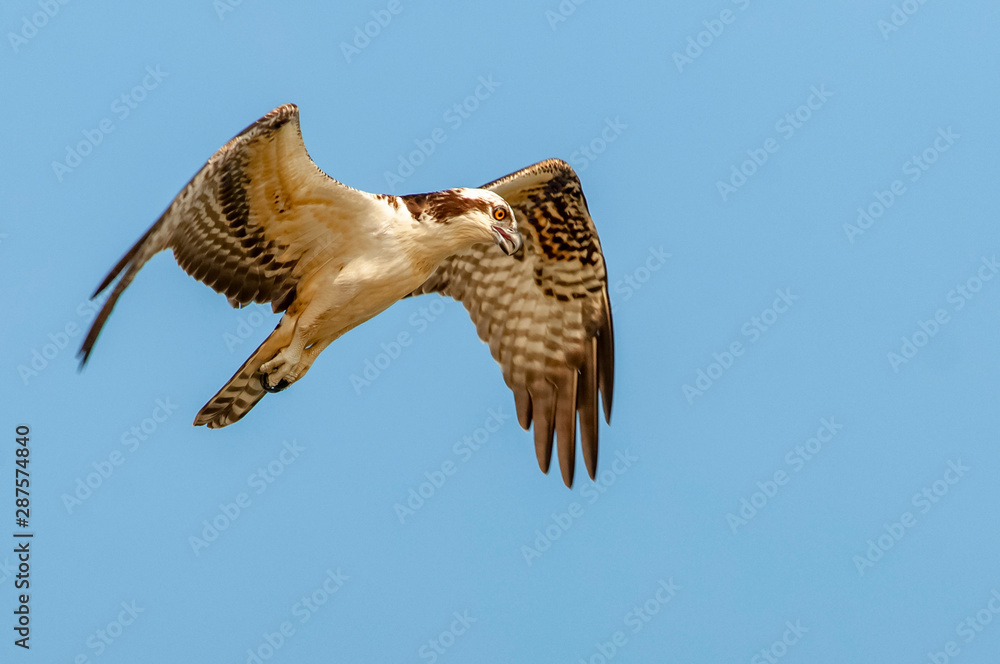 Fototapeta premium Osprey about to dive