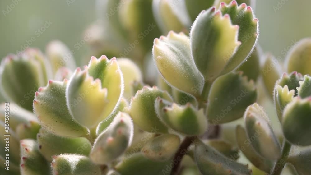 Green succulent macro close-up,Cotyledon ladismithiensis var iegata Green succulent macro close-up,Cotyledon ladismithiensis var iegata