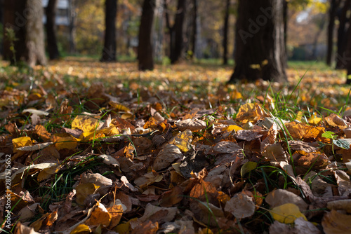 Autumn leaves in park. Selectable focus on the leaves. Green grass and yellow leaves.