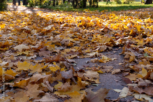 Autumn leaves background. A lot of leaves lie on ground. © Nikkeero