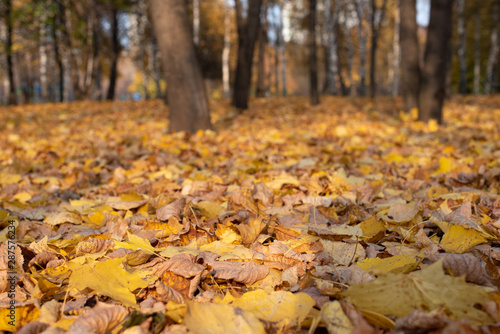 Autumn leaves in park. Selectable focus on the leaves.