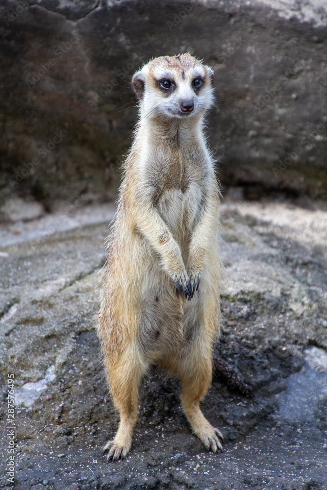 Fototapeta premium meerkat on guard