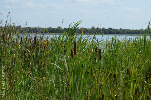 Reeds on the river bank