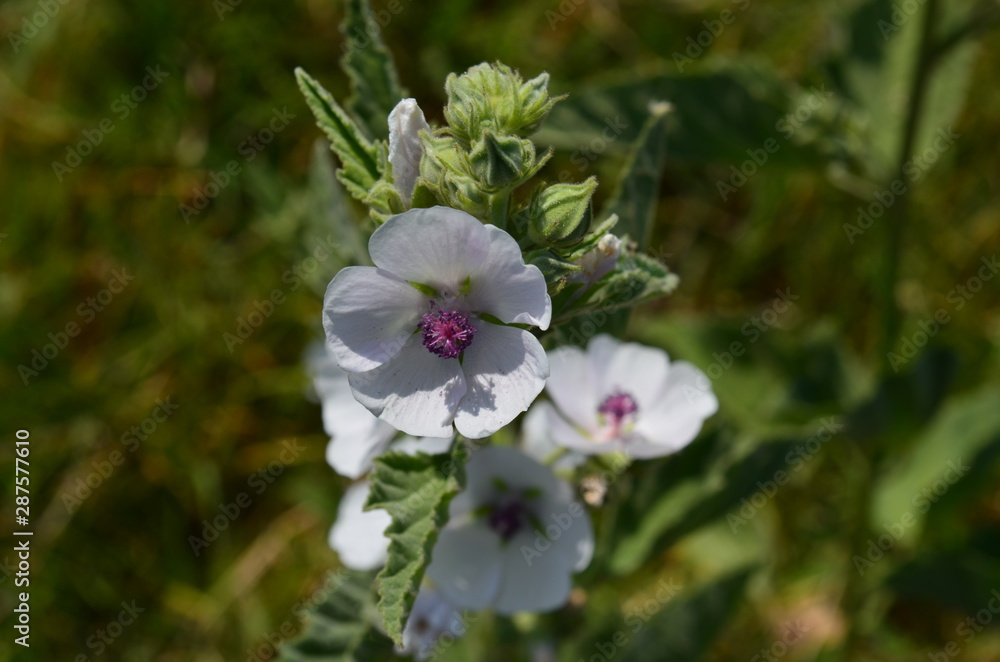Fototapeta premium Wild mallow in the field