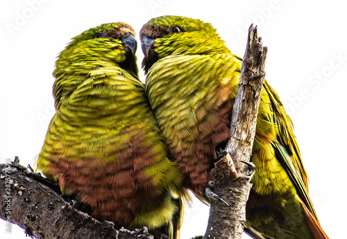 Austral Parakeet Argentina photo
