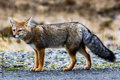 Patagonian grey fox