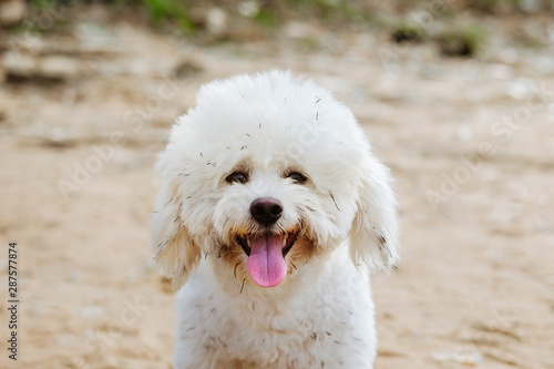 Little white dog is smiling with chips after playing on the beach © YOUMING VISION