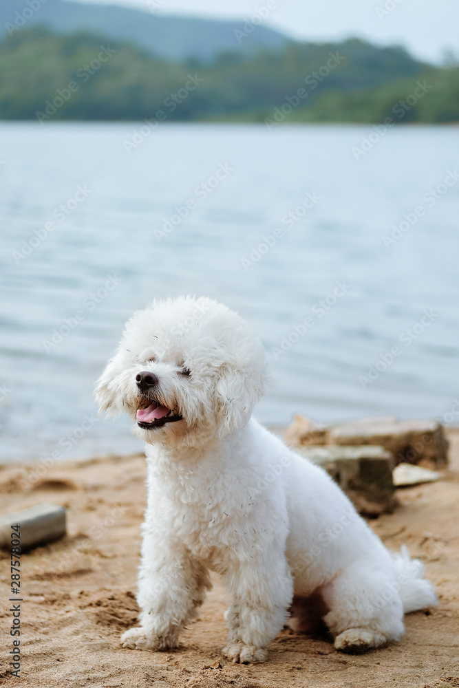 Little white dog playing on the beach with a big smile 