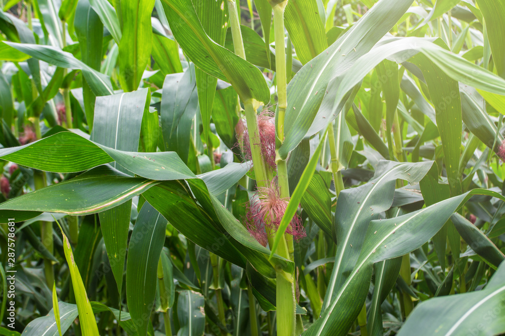 Fototapeta premium young corn and corn plant in the field.