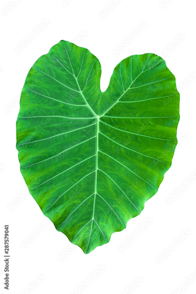 Fototapeta premium taro leaf isolated on white background