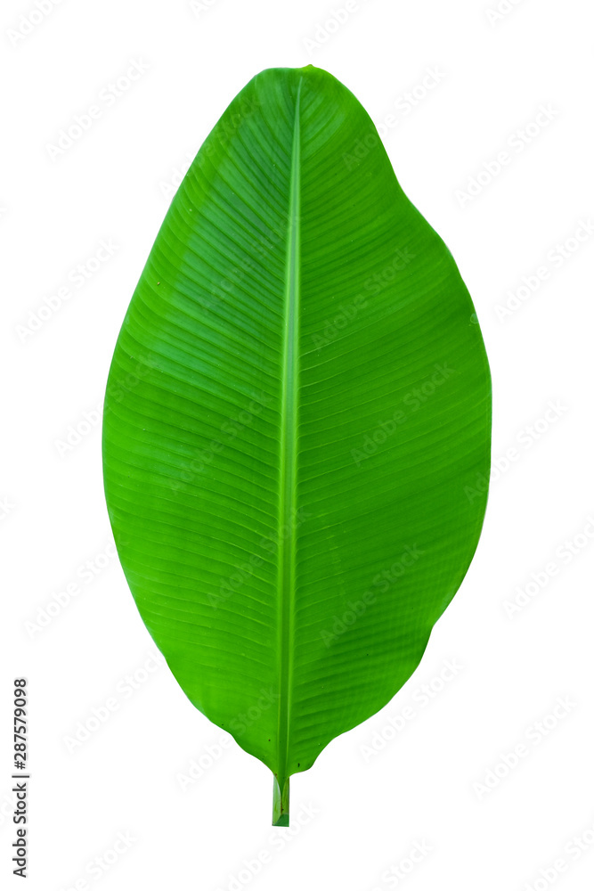 Obraz premium banana leaf isolated on white background, File contains a clipping path
