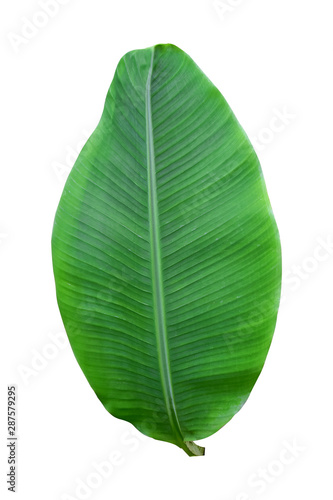 banana leaf isolated on white background  File contains a clipping path