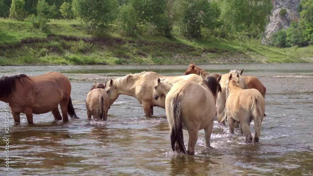 Herd of horses enjoy water procedures in the mountain river Herd of horses enjoy water procedures in the mountain river