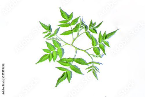Fresh green raspberry leaf on white background